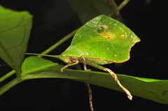 Typophyllum mortuifolium