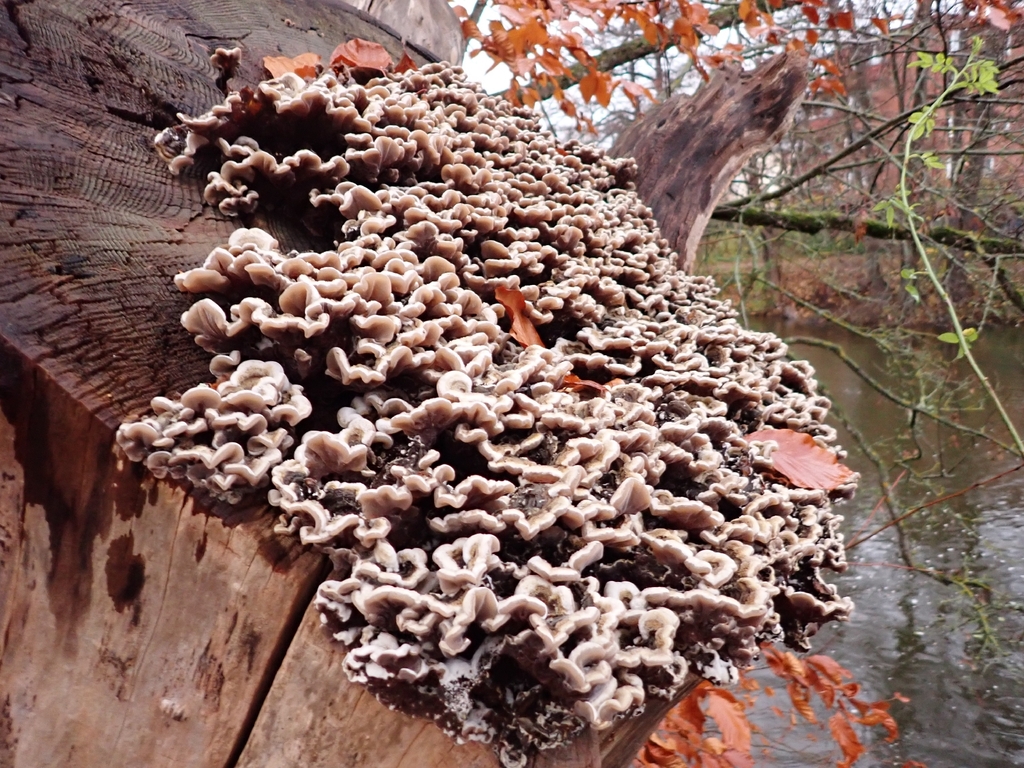 Auricularia mesenterica · November 2025 · photo: © johan8153 (iNaturalist, cc-by)