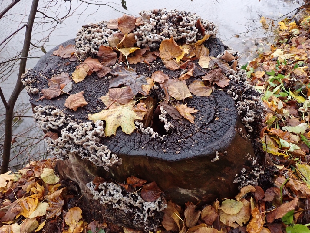 Auricularia mesenterica · November 2025 · photo: © johan8153 (iNaturalist, cc-by)