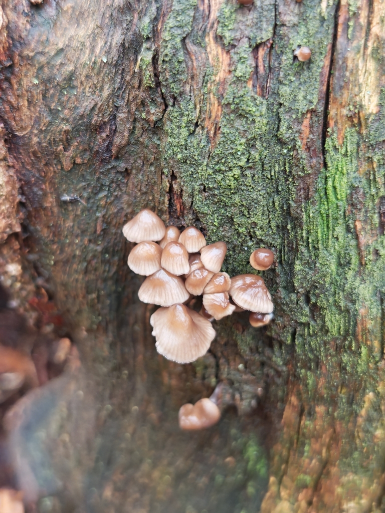 Mycena inclinata · November 2025 · photo: © p_andrey (iNaturalist, cc-by-nc)