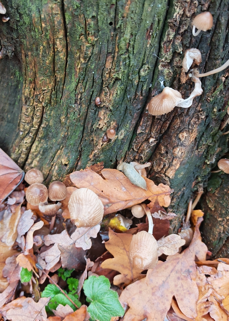 Mycena inclinata · November 2025 · photo: © p_andrey (iNaturalist, cc-by-nc)