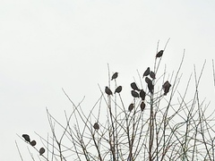 Sturnus vulgaris