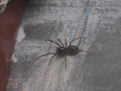 Oedignatha scrobiculata