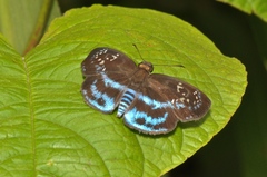 Quadrus contubernalis