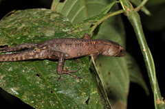 Cochran's Neusticurus photo 3