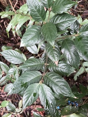 Lasianthus formosensis