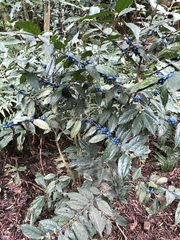 Lasianthus formosensis