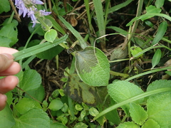 Coleus formosanus