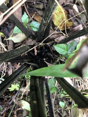 Diplazium laxifrons