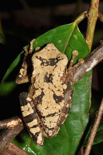 Ecuadoran Spiny-backed Frog