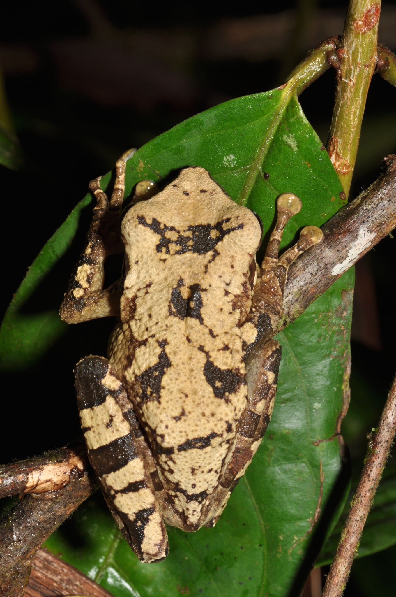 Ecuadoran Spiny-backed Frog, Osteocephalus mutabor