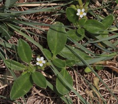 Limeum viscosum transvaalense