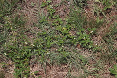 Limeum viscosum transvaalense