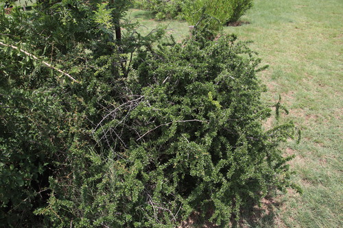 Gymnosporia polyacantha (Gymnosporia polyacantha)