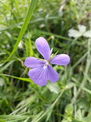 Viola cornuta