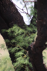 Asparagus buchananii