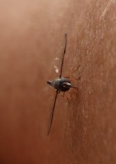 Allobaccha sapphirina