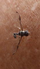 Allobaccha sapphirina