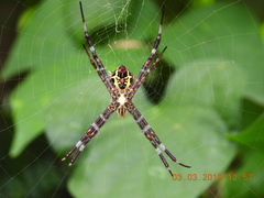 Argiope appensa