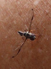 Allobaccha sapphirina