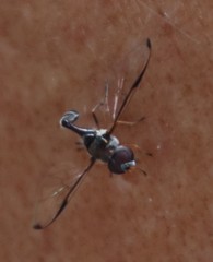 Allobaccha sapphirina