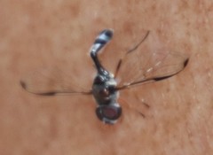 Allobaccha sapphirina