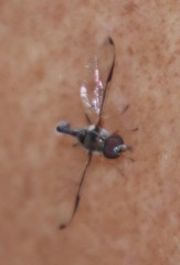 Allobaccha sapphirina