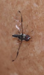 Allobaccha sapphirina