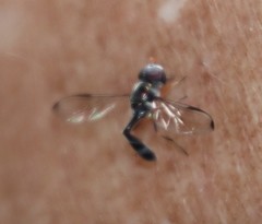 Allobaccha sapphirina