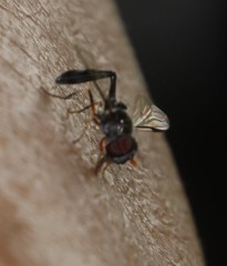 Allobaccha sapphirina