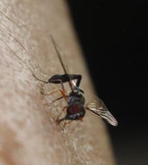 Allobaccha sapphirina