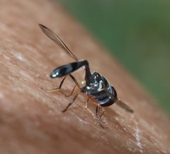 Allobaccha sapphirina