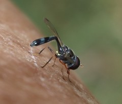 Allobaccha sapphirina