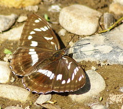 Limenitis amphyssa