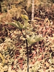 Arisaema tortuosum