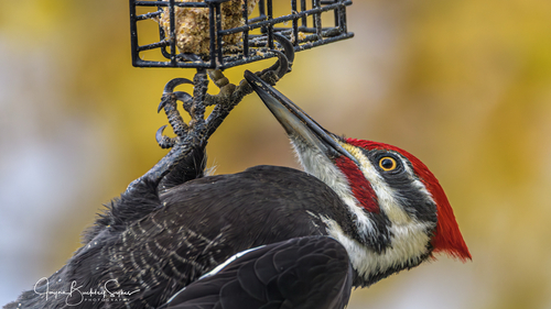 Pileated Woodpecker photographed in New Hampshire