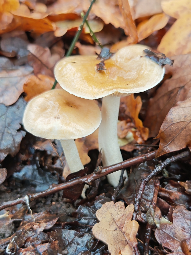 Hygrophorus arbustivus · November 2025 · photo: © p_andrey (iNaturalist, cc-by-nc)