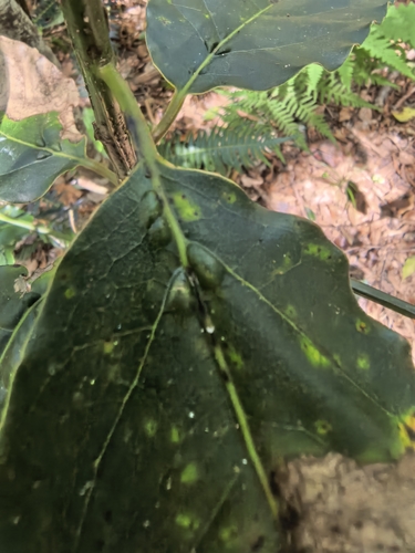 Ocotea bullata, photograph 2