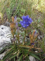 Gentiana decumbens