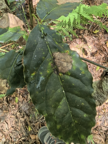 Ocotea bullata, photograph 3