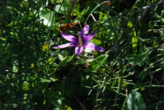 Romulea tempskyana