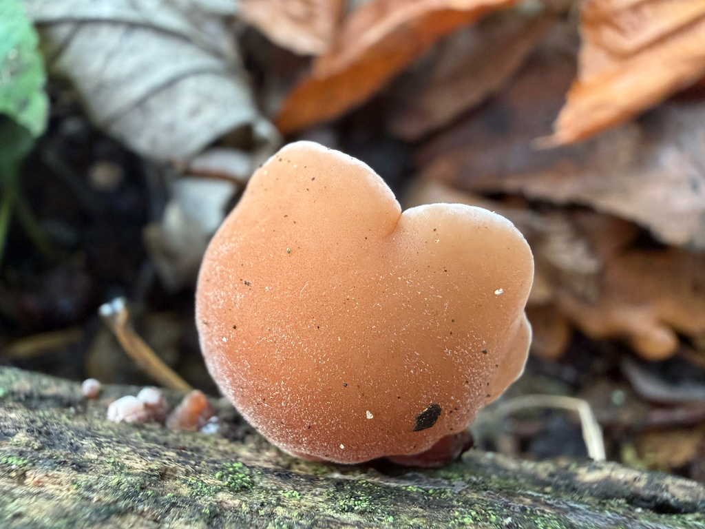 Auricularia auricula-judae · November 2025 · photo: © hh525 (iNaturalist, cc-by)