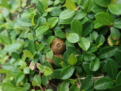Ficus vaccinioides