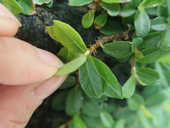 Ficus vaccinioides
