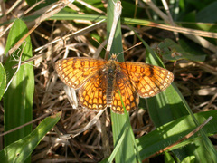 Melitaea parthenoides