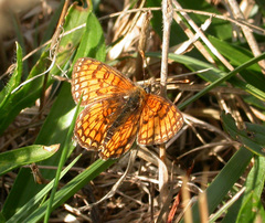 Melitaea parthenoides