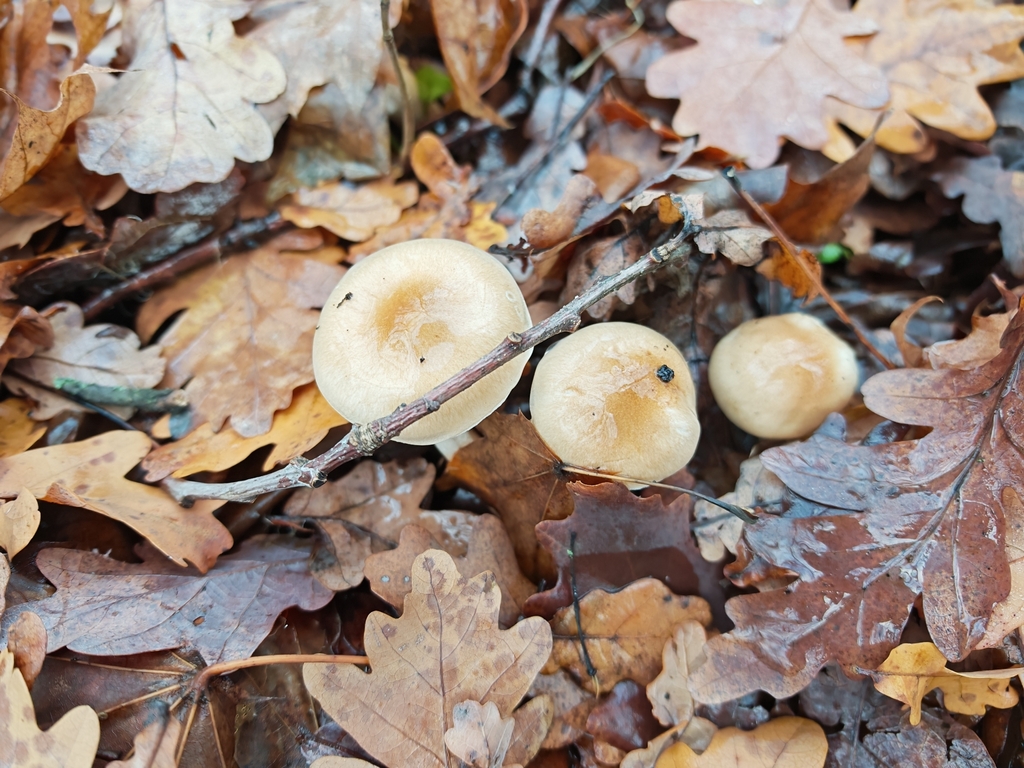 Hygrophorus arbustivus · November 2025 · photo: © p_andrey (iNaturalist, cc-by-nc)