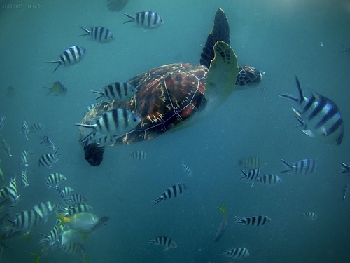 Chelonia mydas