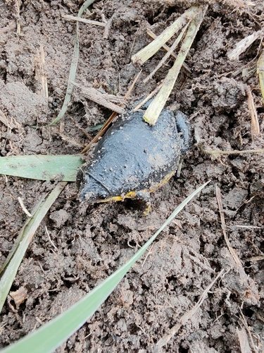 Elachistocleis cesarii