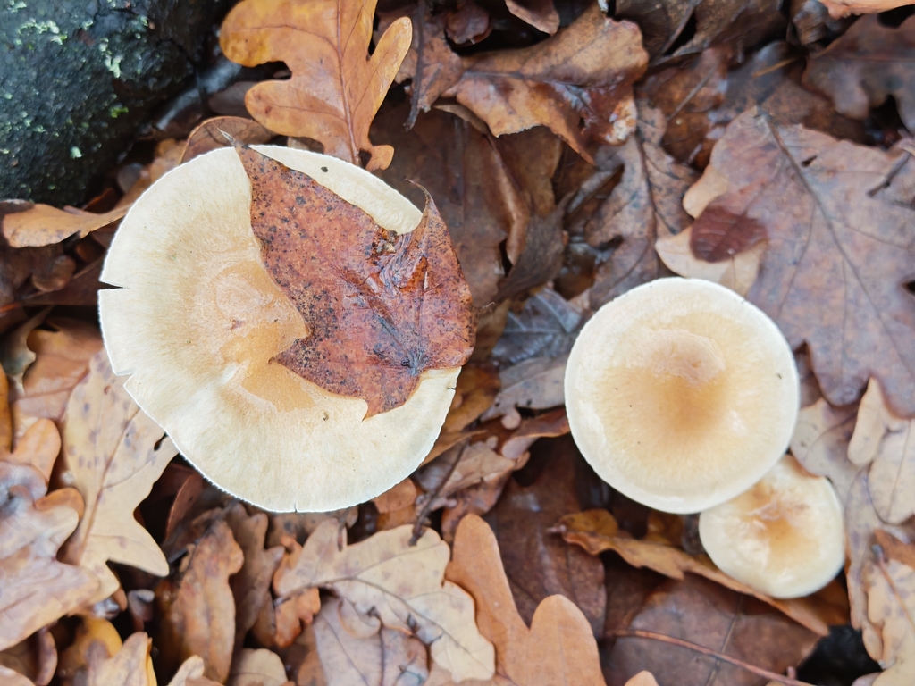 Hygrophorus arbustivus · November 2025 · photo: © p_andrey (iNaturalist, cc-by-nc)